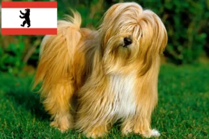 Read more about the article Tibetan Terrier crescători și căței în Berlin