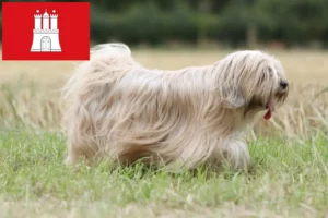 Read more about the article Tibetan Terrier crescători și căței în Hamburg