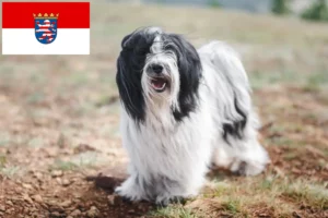 Read more about the article Tibetan Terrier crescători și căței în Hessen