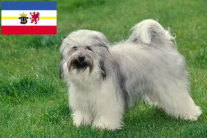 Read more about the article Tibetan Terrier crescători și căței în Mecklenburg-Vorpommern