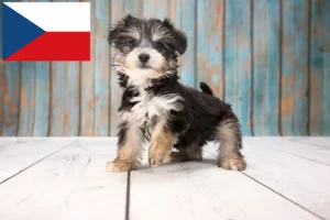 Read more about the article Yorkipoo crescători și căței în Republica Cehă