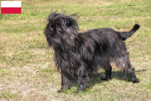 Read more about the article Crescători de Affenpinscher și căței în Polonia