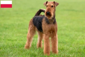 Read more about the article Airedale Terrier crescători și căței în Polonia