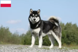 Read more about the article Alaskan Malamute crescători și căței în Polonia