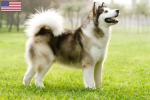 Read more about the article Alaskan Malamute crescători și căței în SUA