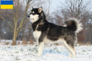 Read more about the article Alaskan Malamute crescători și căței în Ucraina