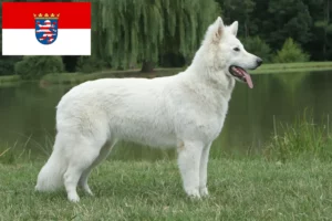 Read more about the article Alb Ciobănesc Elvețian Alb Dog Breeder și Cățeluși în Hesse