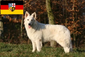 Read more about the article Alb Ciobănesc Elvețian Alb Dog Breeder și căței în Saarland