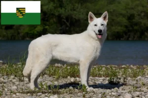 Read more about the article Alb Ciobănesc Elvețian Alb Ciobănesc Dog Breeder și cățeluși în Saxonia