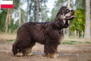 Read more about the article American Cocker Spaniel crescători și căței în Polonia