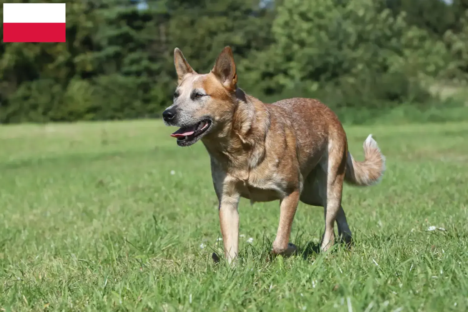 Read more about the article Australian Cattle Dog crescători și căței în Polonia