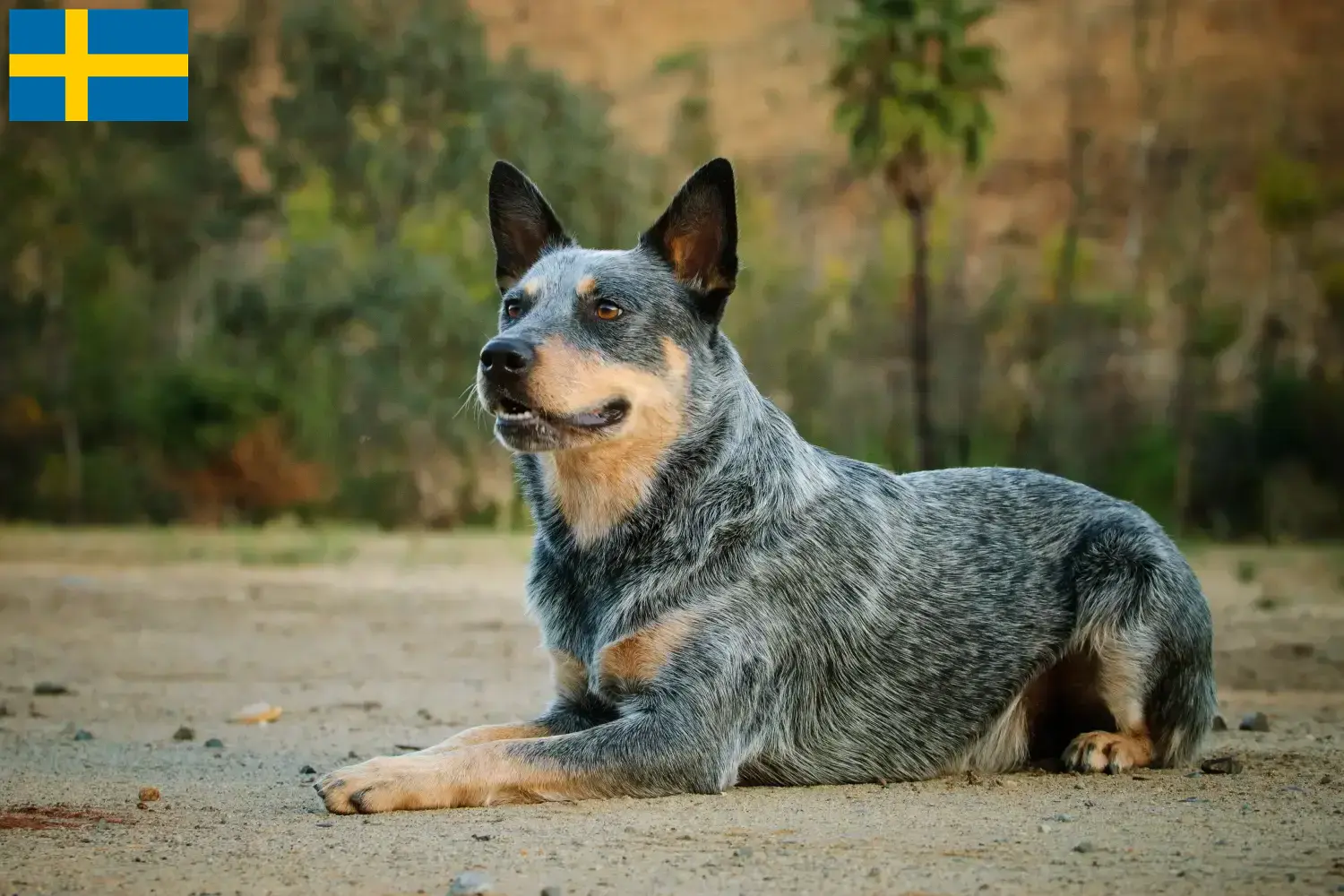 Read more about the article Australian Cattle Dog crescători și căței în Suedia