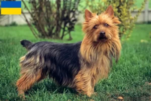 Read more about the article Australian Terrier crescători și căței în Ucraina