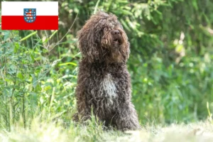 Read more about the article Barbet crescători și căței în Thuringia