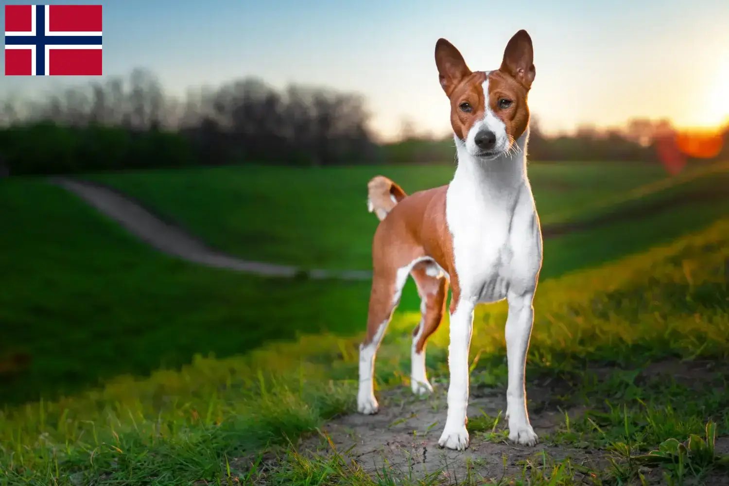 Read more about the article Basenji crescători și căței în Norvegia