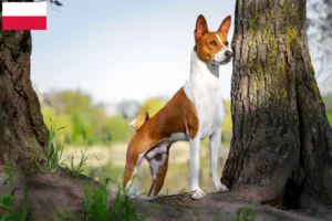 Read more about the article Basenji crescători și căței în Polonia