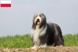 Read more about the article Bearded Collie crescători și căței în Polonia