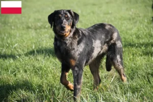 Read more about the article Beauceron crescători și căței în Polonia