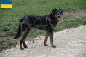 Read more about the article Beauceron crescători și căței în Ucraina