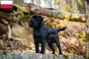 Read more about the article Belgian Dwarf Griffon crescător și căței în Polonia