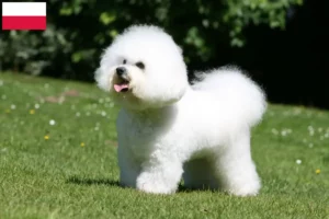 Read more about the article Bichon Frisé crescători și căței în Polonia