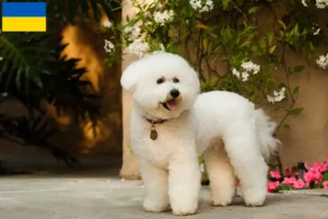 Read more about the article Bichon Frisé crescători și căței în Ucraina