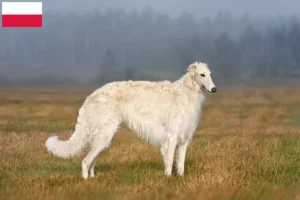 Read more about the article Crescători de Borzoi și căței în Polonia