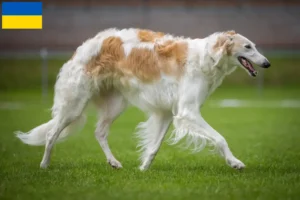 Read more about the article Borzoi crescători și căței în Ucraina