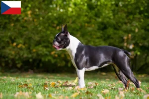 Read more about the article Boston Terrier crescători și căței în Republica Cehă