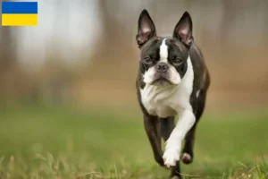 Read more about the article Boston Terrier crescători și căței în Ucraina