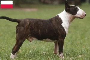 Read more about the article Bull Terrier crescători și căței în Polonia