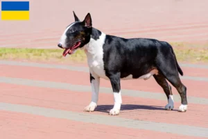 Read more about the article Bull Terrier crescători și căței în Ucraina