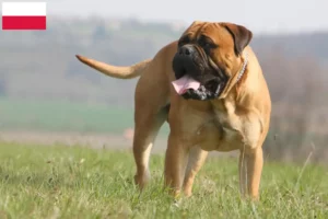 Read more about the article Bullmastiff crescători și căței în Polonia