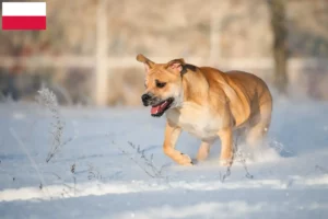 Read more about the article Crescători și căței Ca de Bou în Polonia