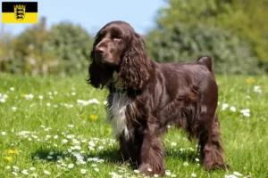 Read more about the article Field Spaniel crescători și căței în Baden-Württemberg