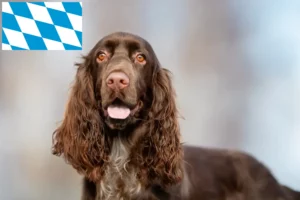 Read more about the article Field Spaniel crescători și căței în Bavaria