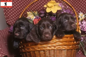 Read more about the article Field Spaniel crescători și căței în Berlin