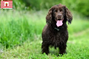 Read more about the article Field Spaniel crescători și căței în Bremen