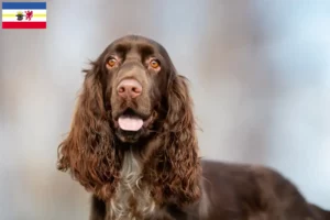 Read more about the article Field Spaniel crescători și căței în Mecklenburg-Vorpommern