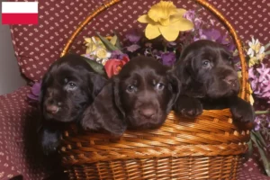 Read more about the article Crescători și căței Field Spaniel în Polonia