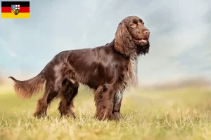 Read more about the article Field Spaniel crescători și căței în Saarland