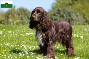 Read more about the article Field Spaniel crescători și căței în Saxonia