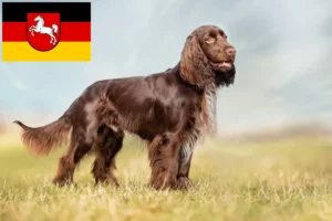 Read more about the article Field Spaniel crescători și căței în Saxonia Inferioară