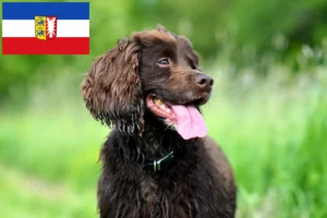 Read more about the article Field Spaniel crescători și căței în Schleswig-Holstein