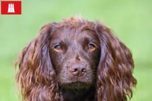 Read more about the article Field Spaniel crescători și căței în Hamburg