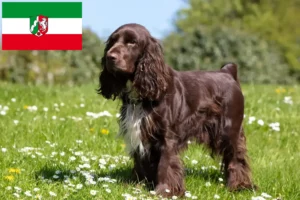 Read more about the article Field Spaniel crescători și căței în Renania de Nord-Westfalia