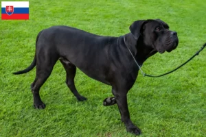 Read more about the article Cane Corso Italiano crescători și căței în Slovacia