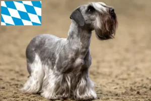 Read more about the article Czech Terrier crescător și căței în Bavaria