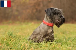 Read more about the article Czech Terrier crescător și căței în Franța