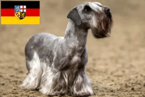 Read more about the article Czech Terrier crescător și căței în Saarland